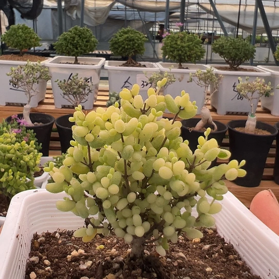 358号米粒锦5,30多肉