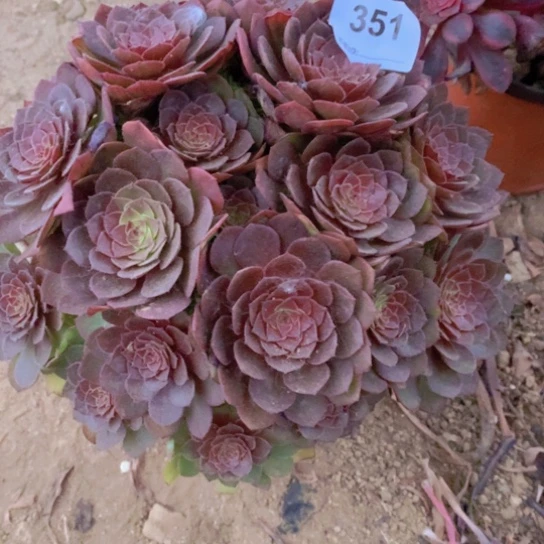 无花朵351多肉植物红魔