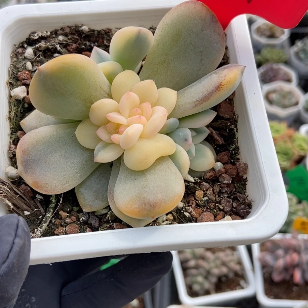 3071梦露锦多肉植物