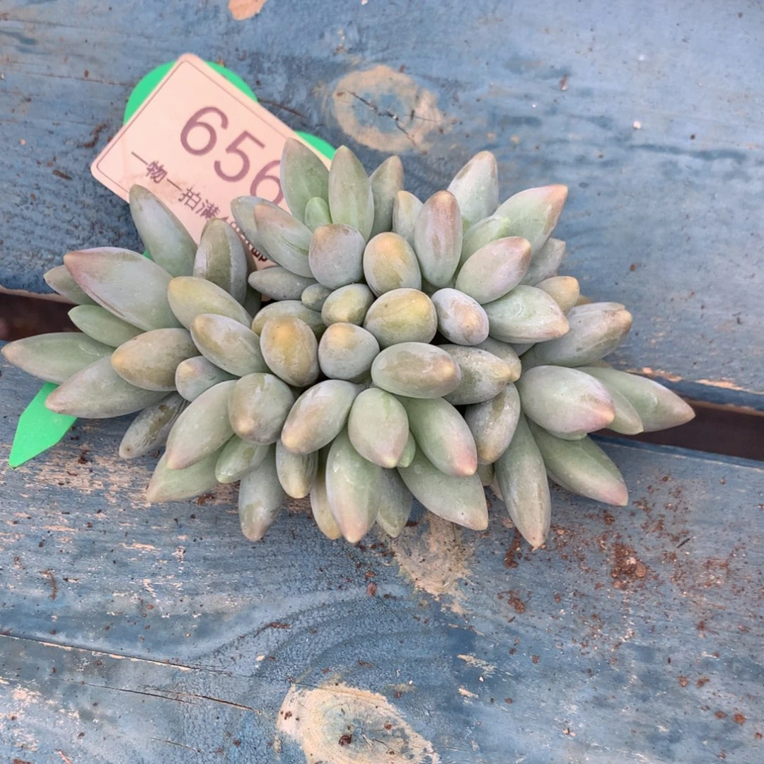 白兰地朵朵树一物一拍
