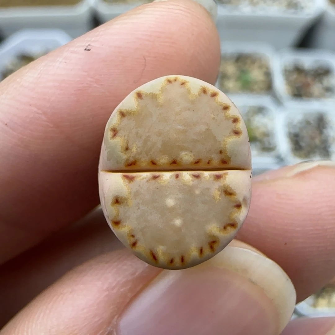 318饼干清框福利30包邮