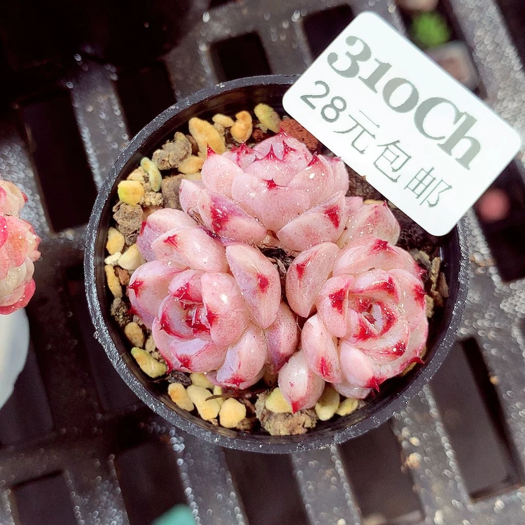 5厘米盆精控多肉310