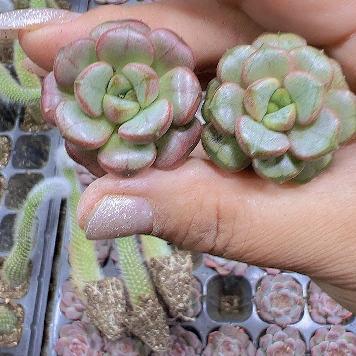 穴盘葡萄3个19包邮多肉植物