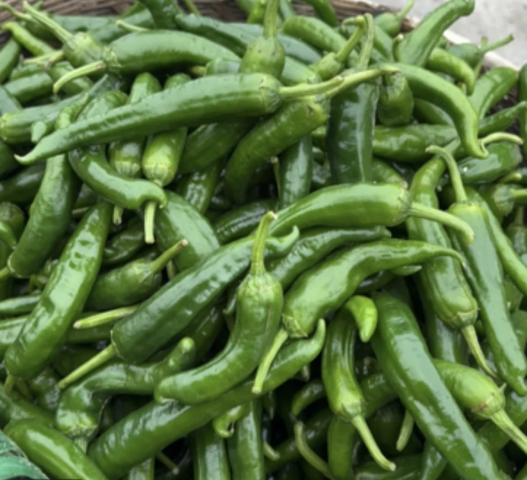 湖南湘西农家自种樟树杆子辣椒