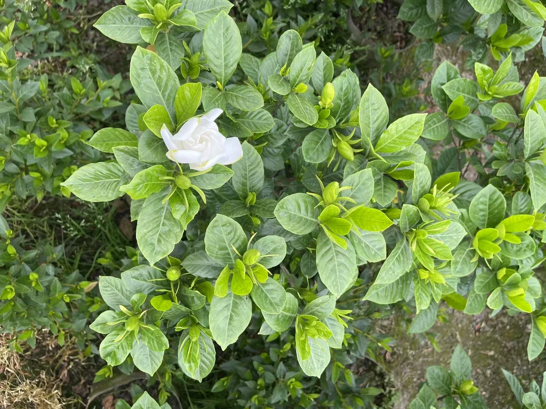 大叶牡丹栀子花一物一拍 不剪叶 乱施肥 不遮阴 不售后