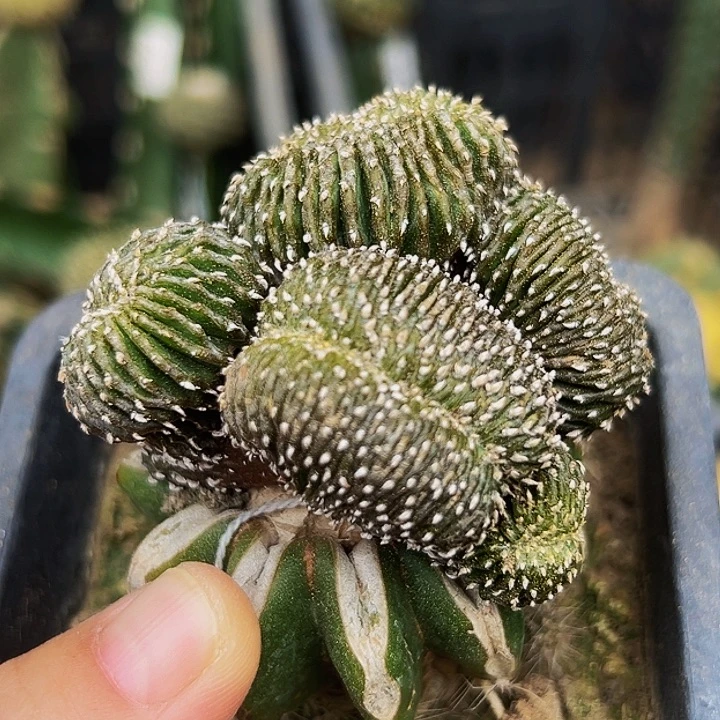 无花朵薄叶花笼缀化903