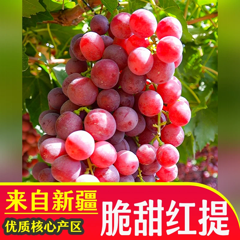 新疆红提红葡萄当季水果应季现摘皮薄汁多味甜有新疆提子葡萄