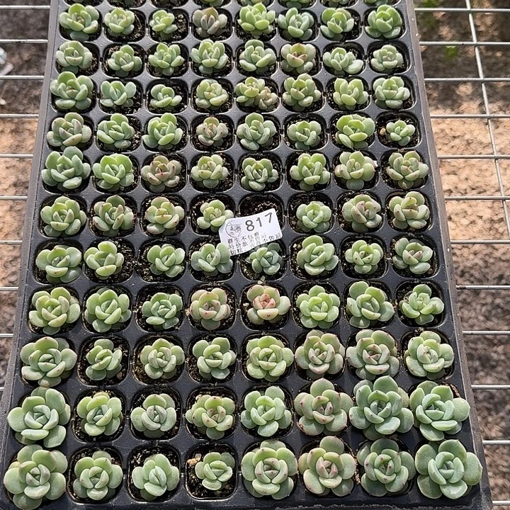 素***丝如图817编号252珍妮穴盘一份不售后