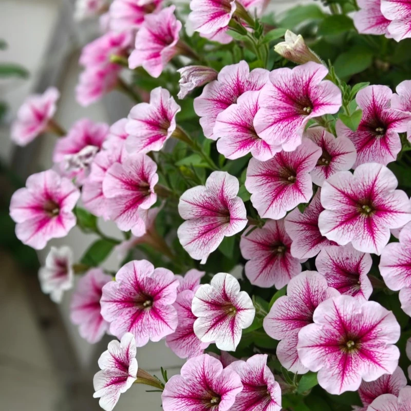 矮牵牛盆栽带花多年生垂吊植物阳台庭院花卉花期长好养活
