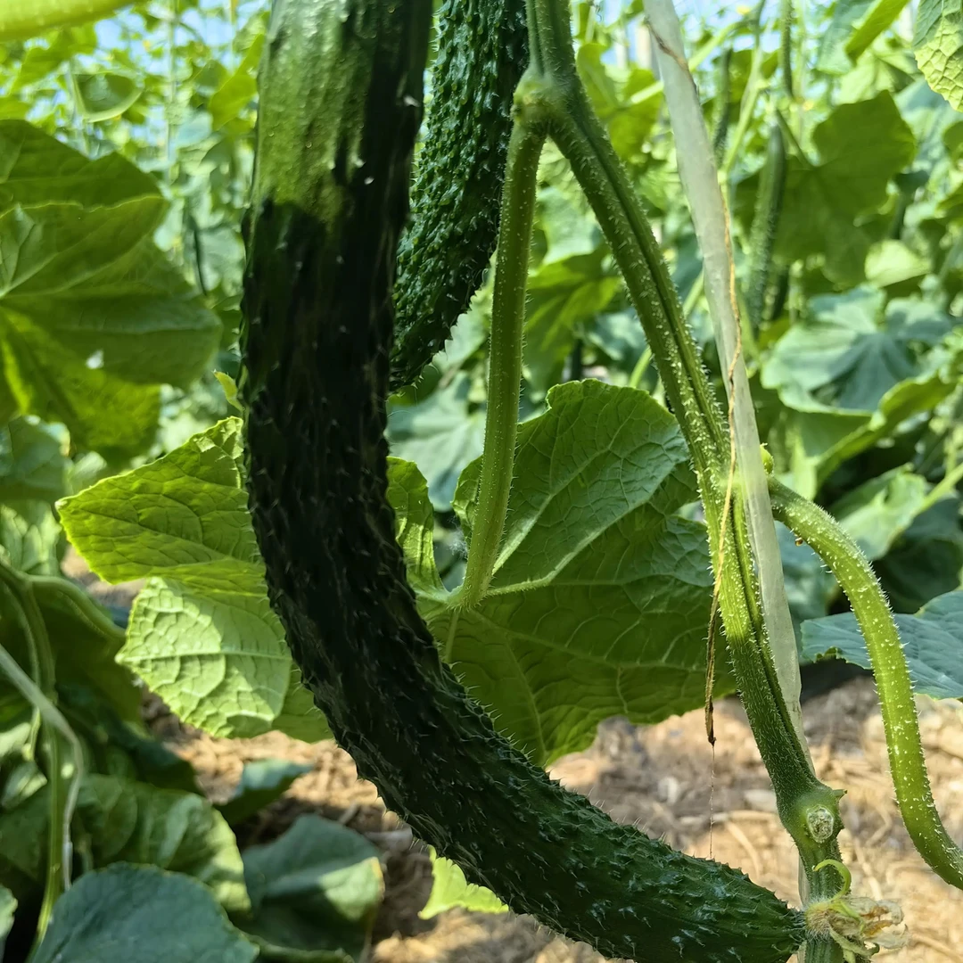 首都饮用水源地绿黄瓜 清脆味浓 儿时味道（2斤送1斤）