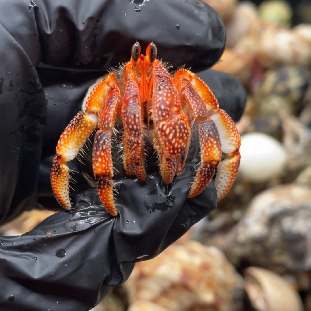 不退不换谢谢支持6