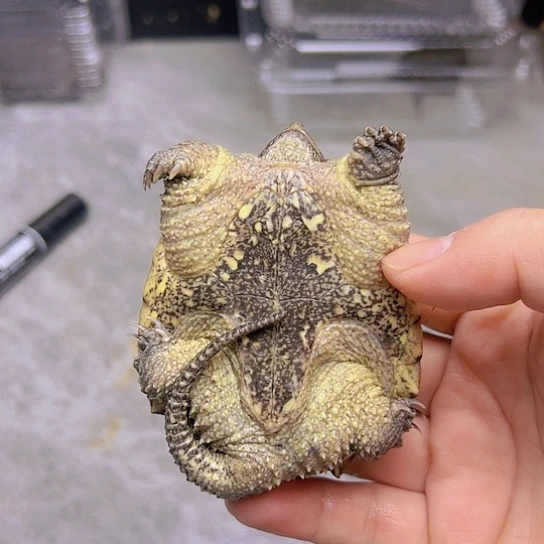 小鳄龟不分公母雜佛鱷龜7-8釐米少一個指甲