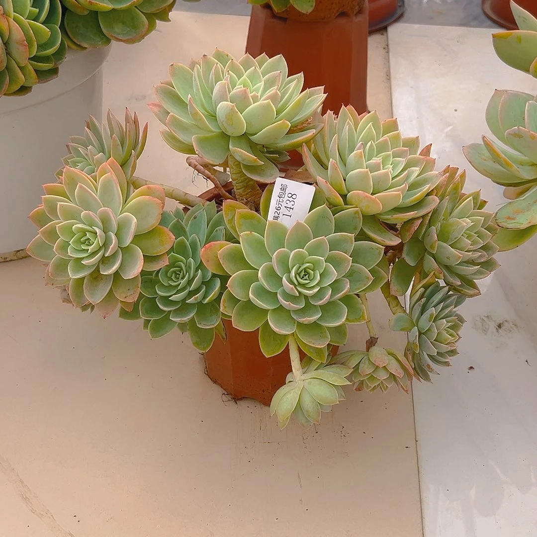 大***海1438丝绸多肉植物多肉