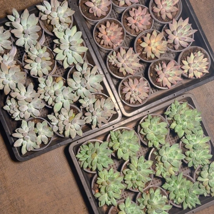 虞美人单头一颗哥特双头 送重楼福利1111111