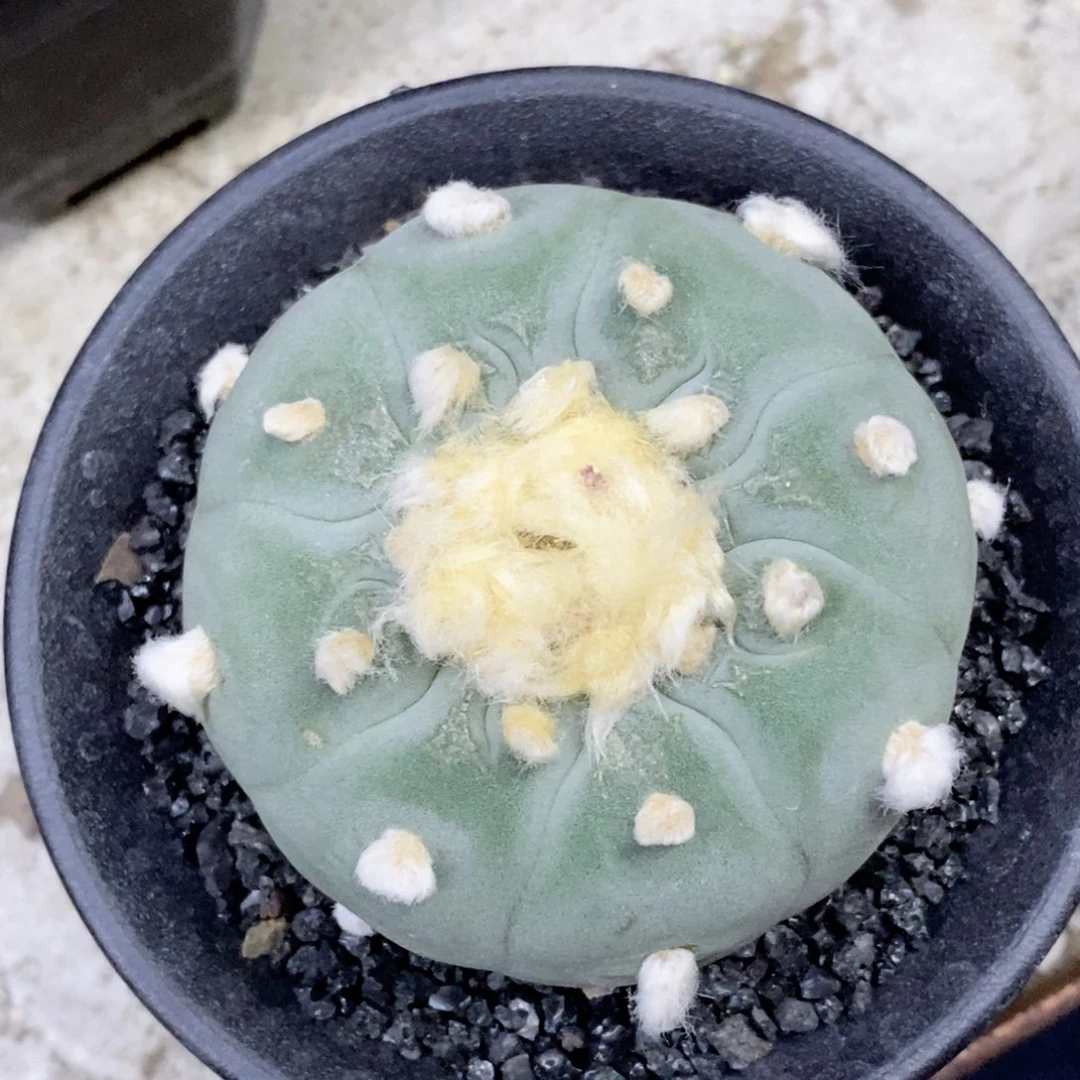 楠*楠仙人球的世界里有