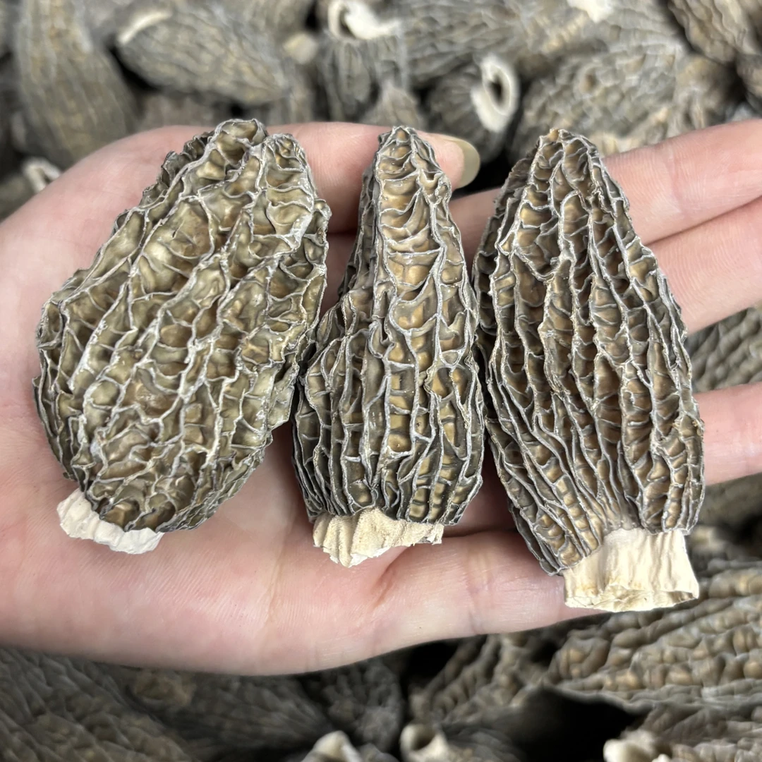 2025年高山头茬羊肚菌精品七妹全剪柄肉质特厚 煲汤营养美味