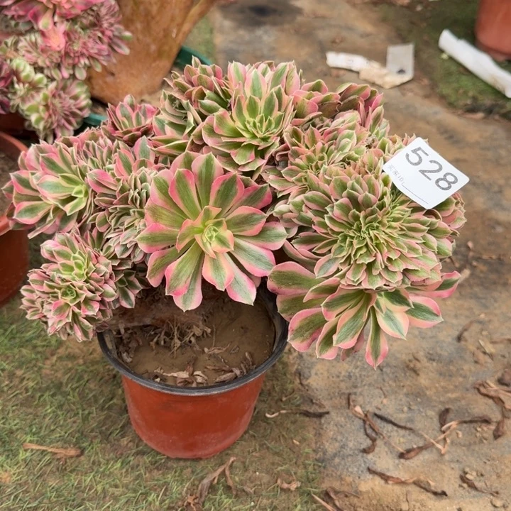 糖果女巫法师锦缀化528