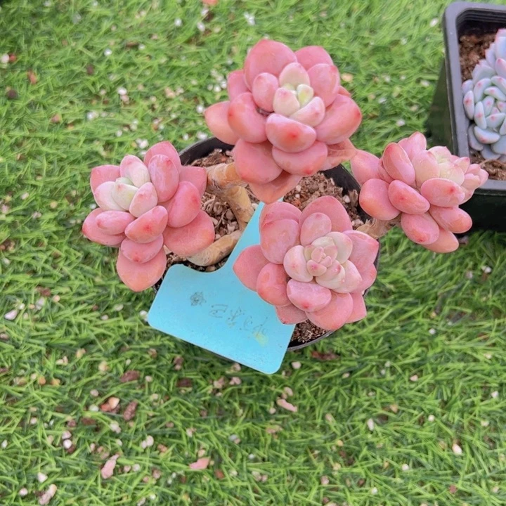 健健康康平平安安