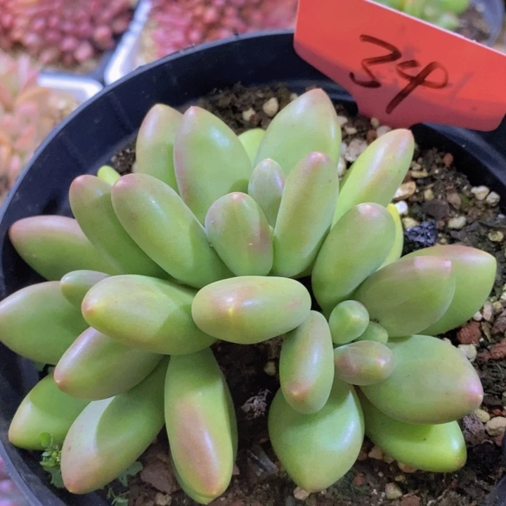 这么大个人都有女朋友啦