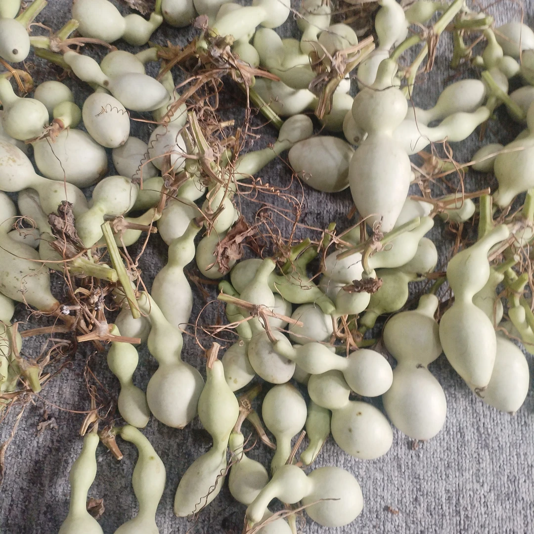 青皮蚂蚁葫芦链接