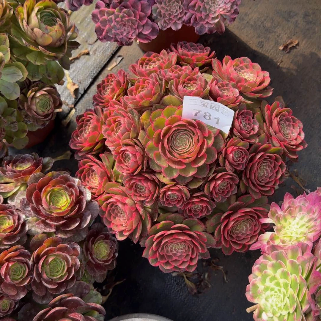 遗***忆多肉植物粉花妖