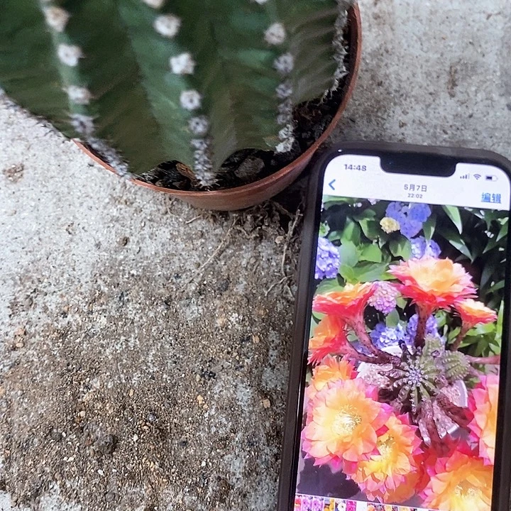 激流仙人球，25899000