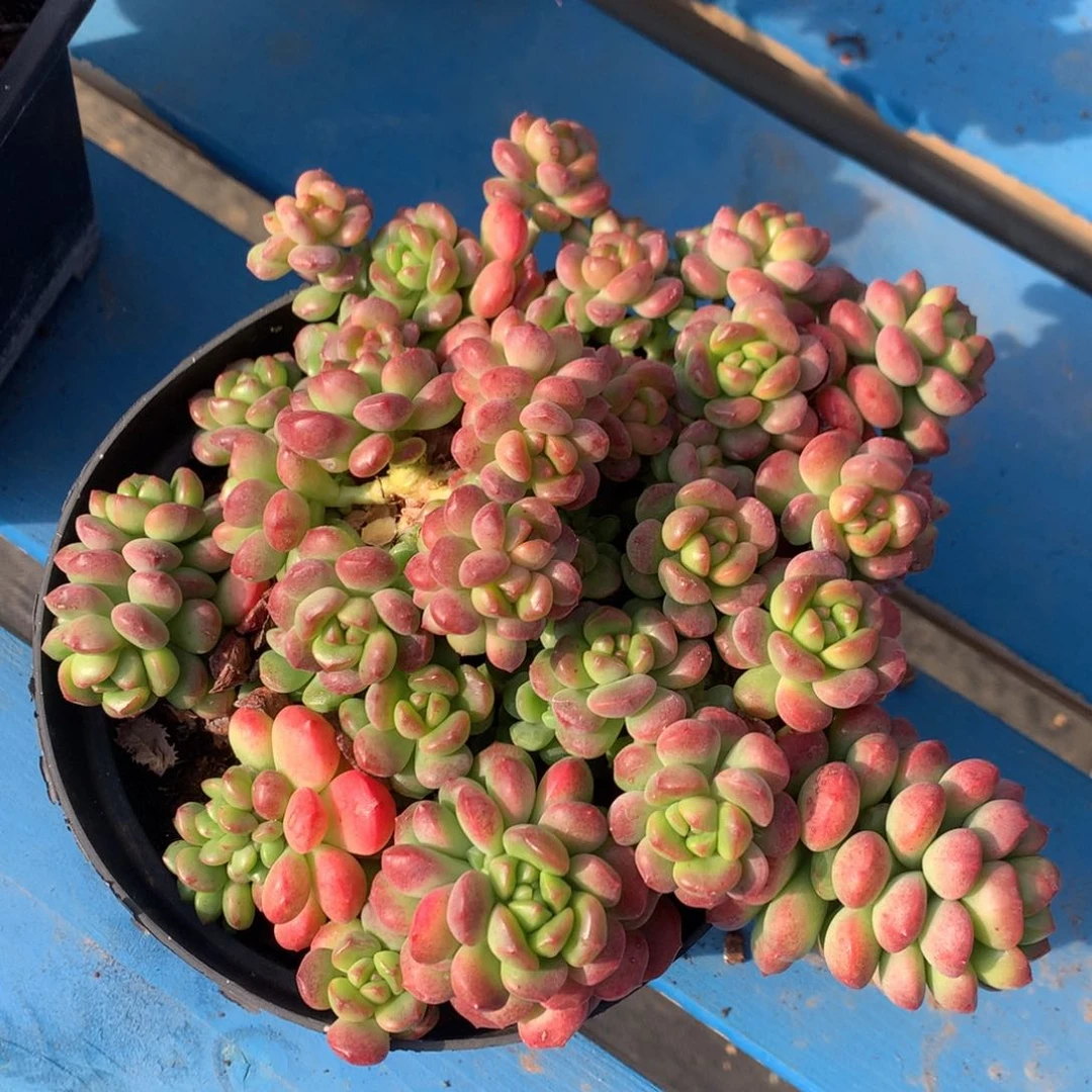 香格里拉杂老桩无砍一物一拍