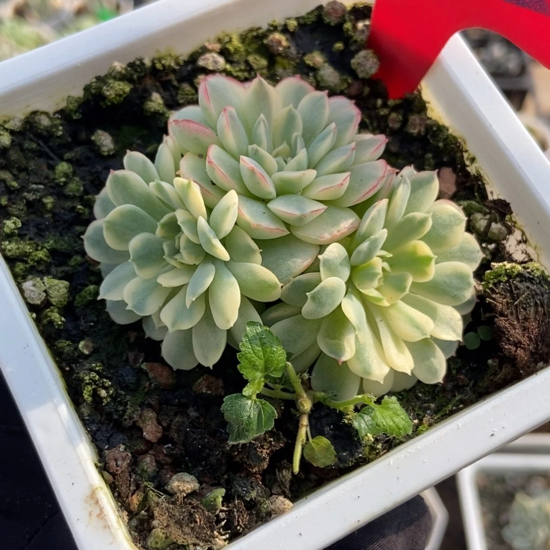 862梦幻玫瑰锦多肉植物