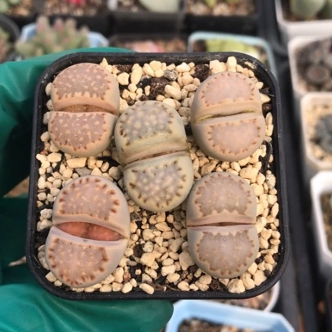 多肉肉锥 饼干一盆