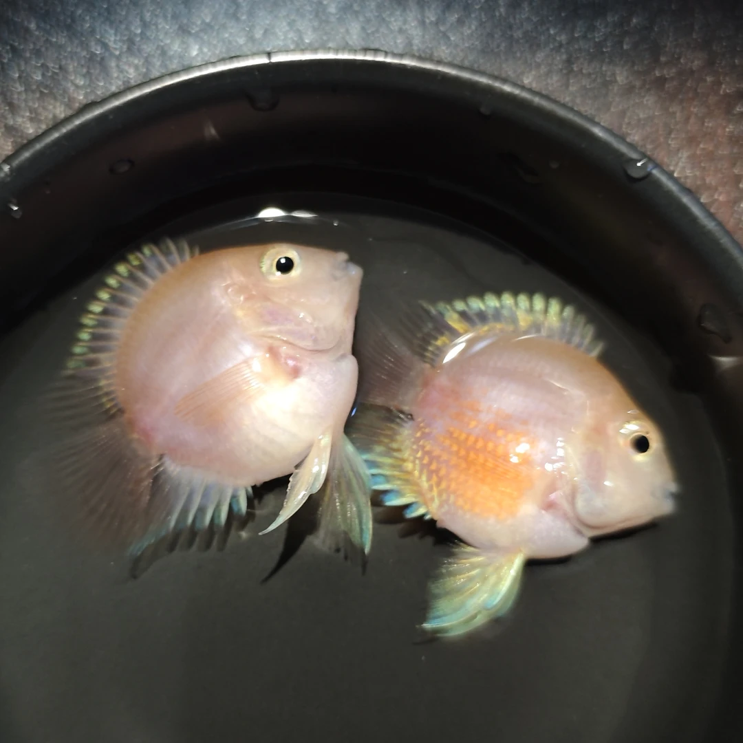 胭脂粉迷你鹦鹉鱼【亚成】直播间挑鱼