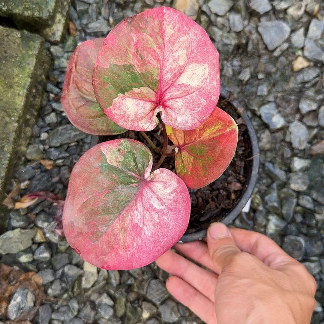 完全开放苹果星，脱土裸根发