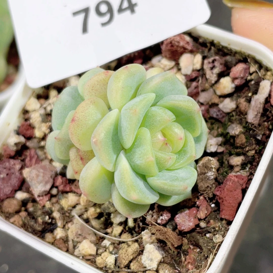 794号糖心冰心珍妮