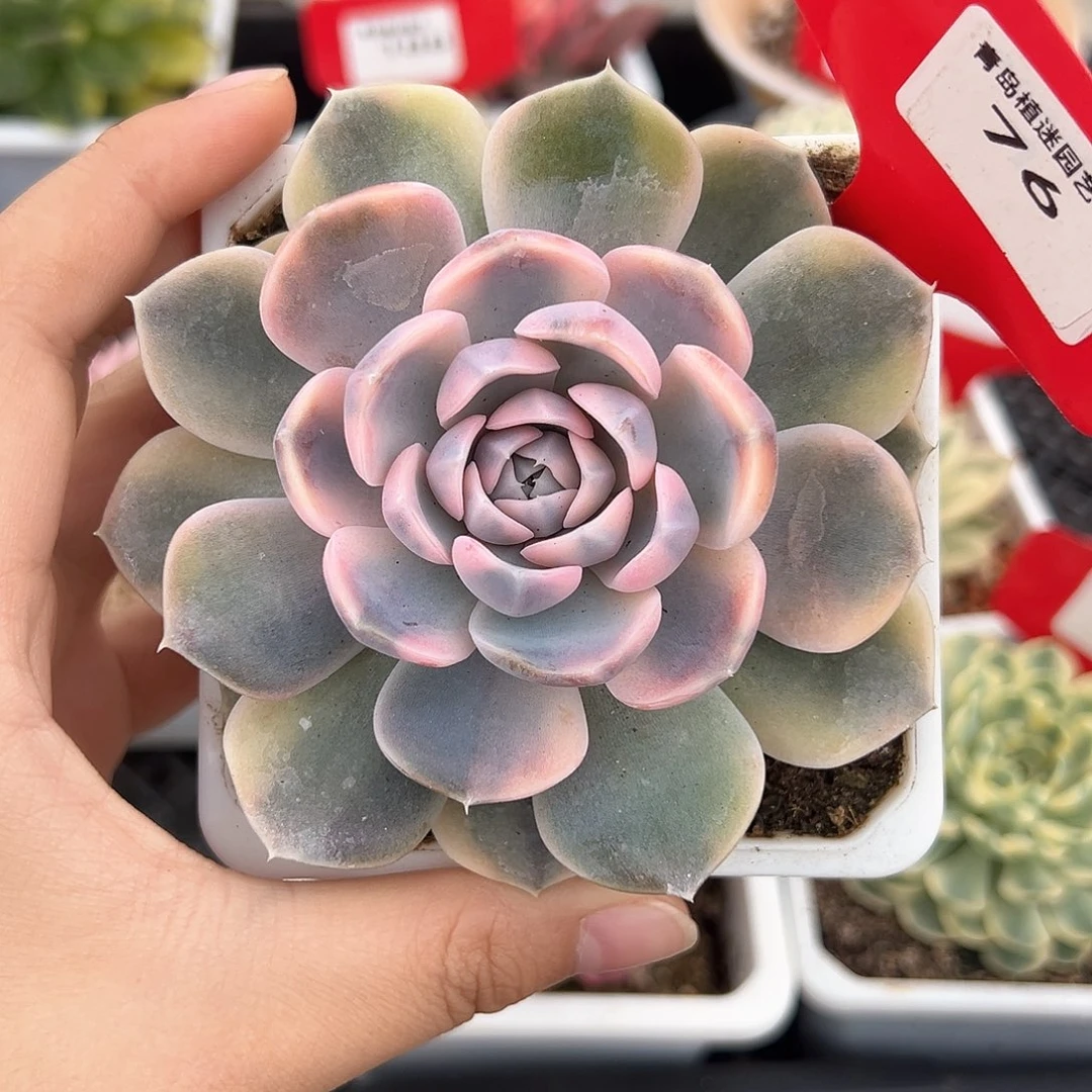 76号汉堡锦多肉植物