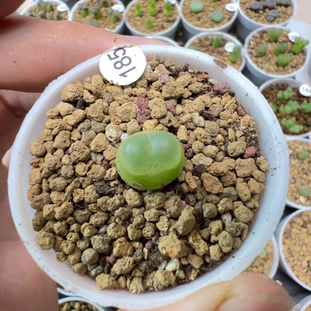 拉登一颗脱土185000