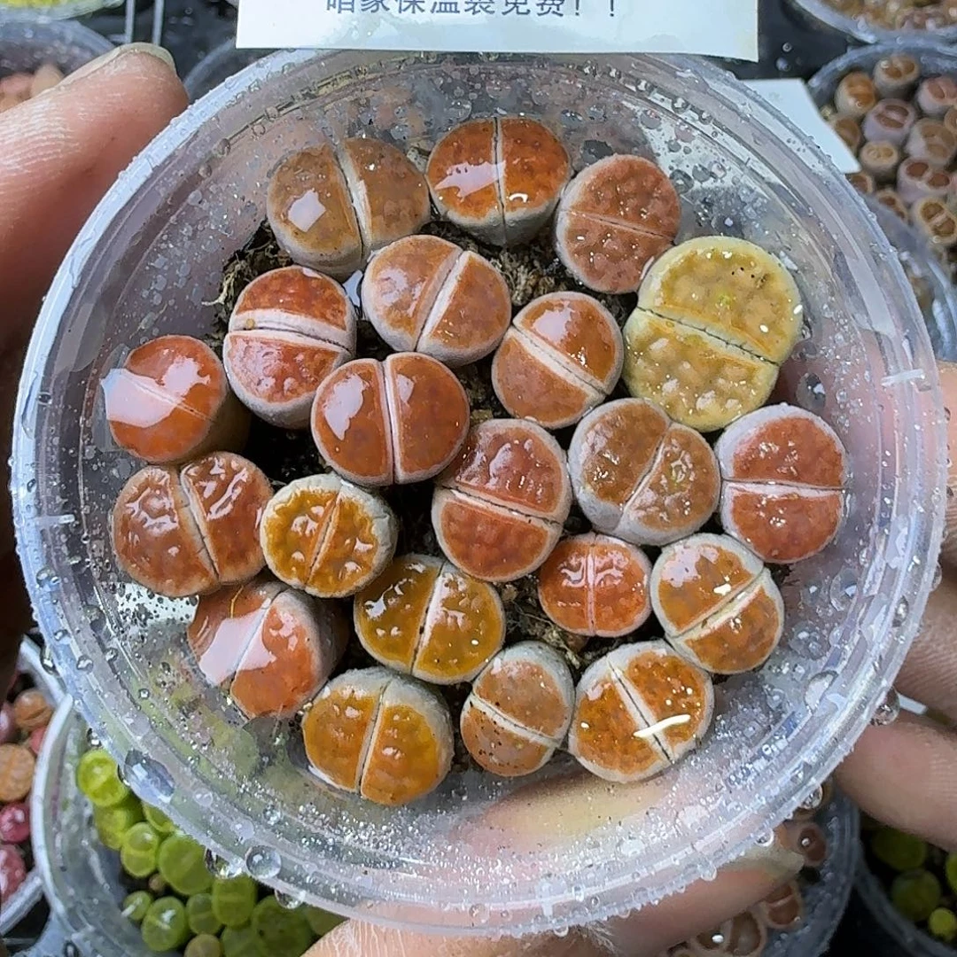 2179 哈哈哈哈哈哈哈