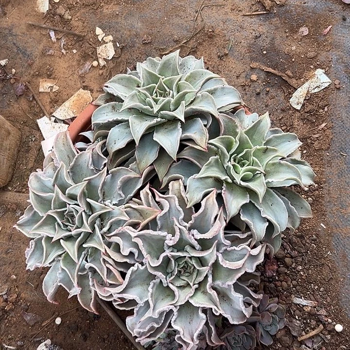 用***6多肉植物实物直播实物73