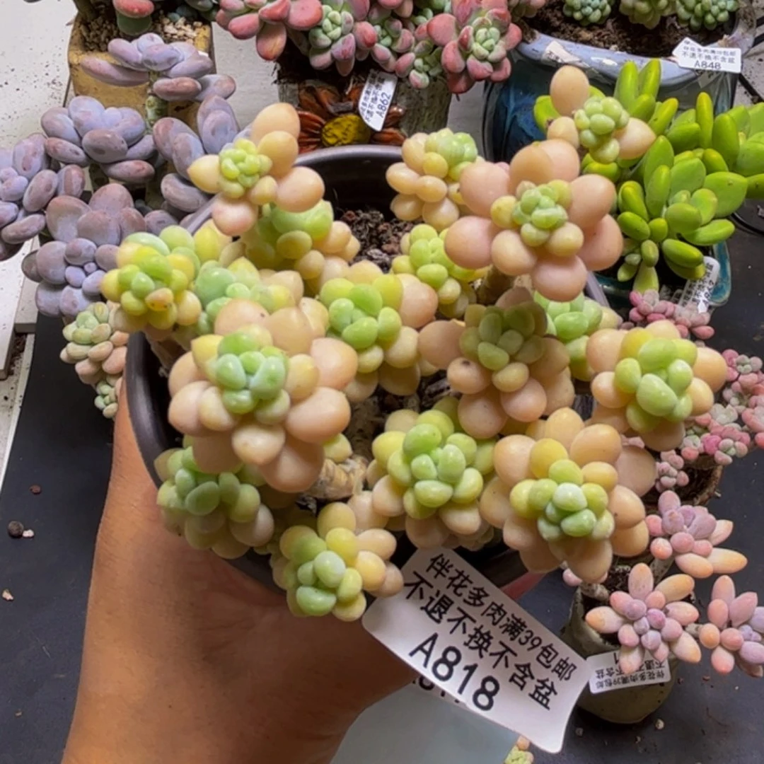 花朵鱼子酱818/9cm