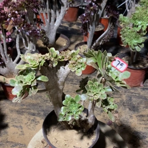 原始绿缀一物一拍