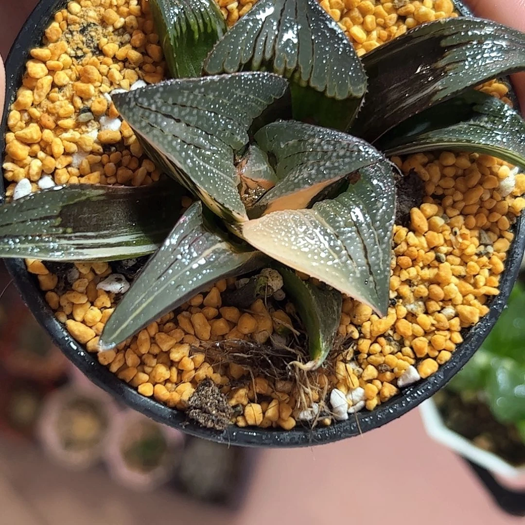 巨大化茜云母本锦十二卷多肉