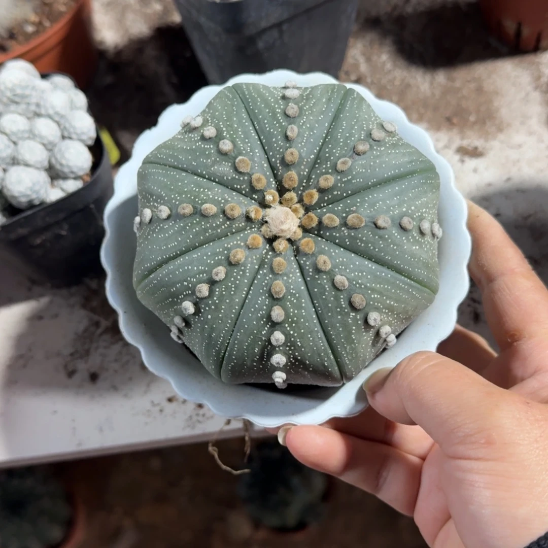 ✿***࿈可口可乐了可口可乐了