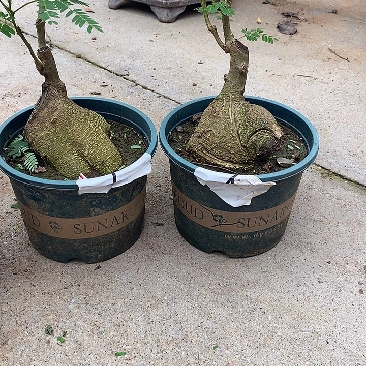 紫***业当前无花栽培后可以开花