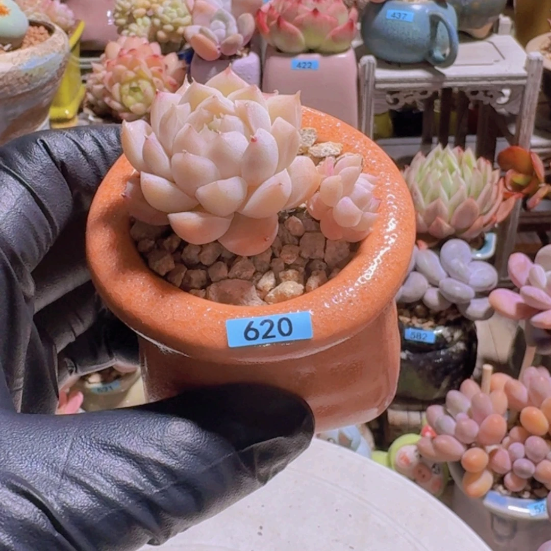 一物一拍编号620