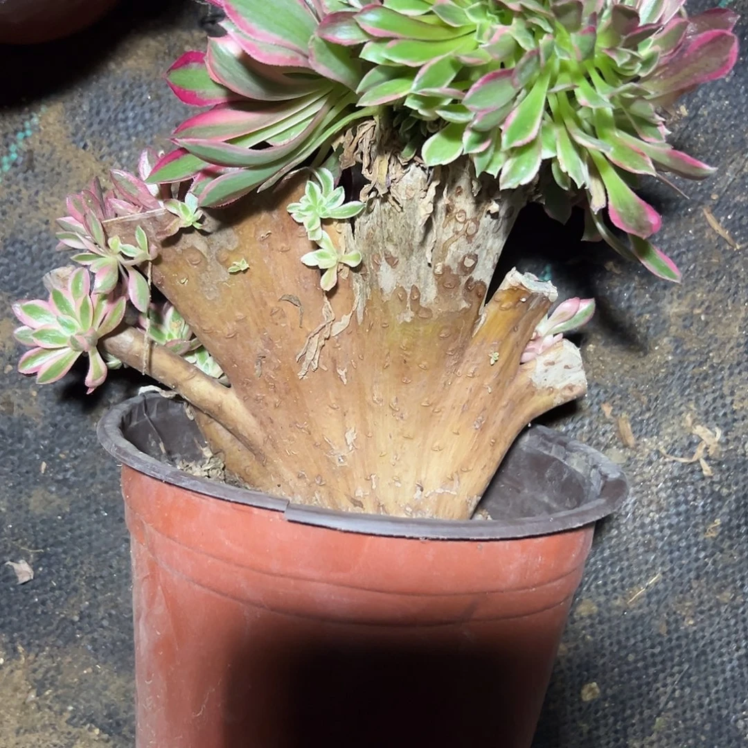 岁***好多肉植物女神不售后370