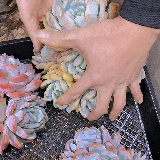 一*鱼橙子多肉植物橙