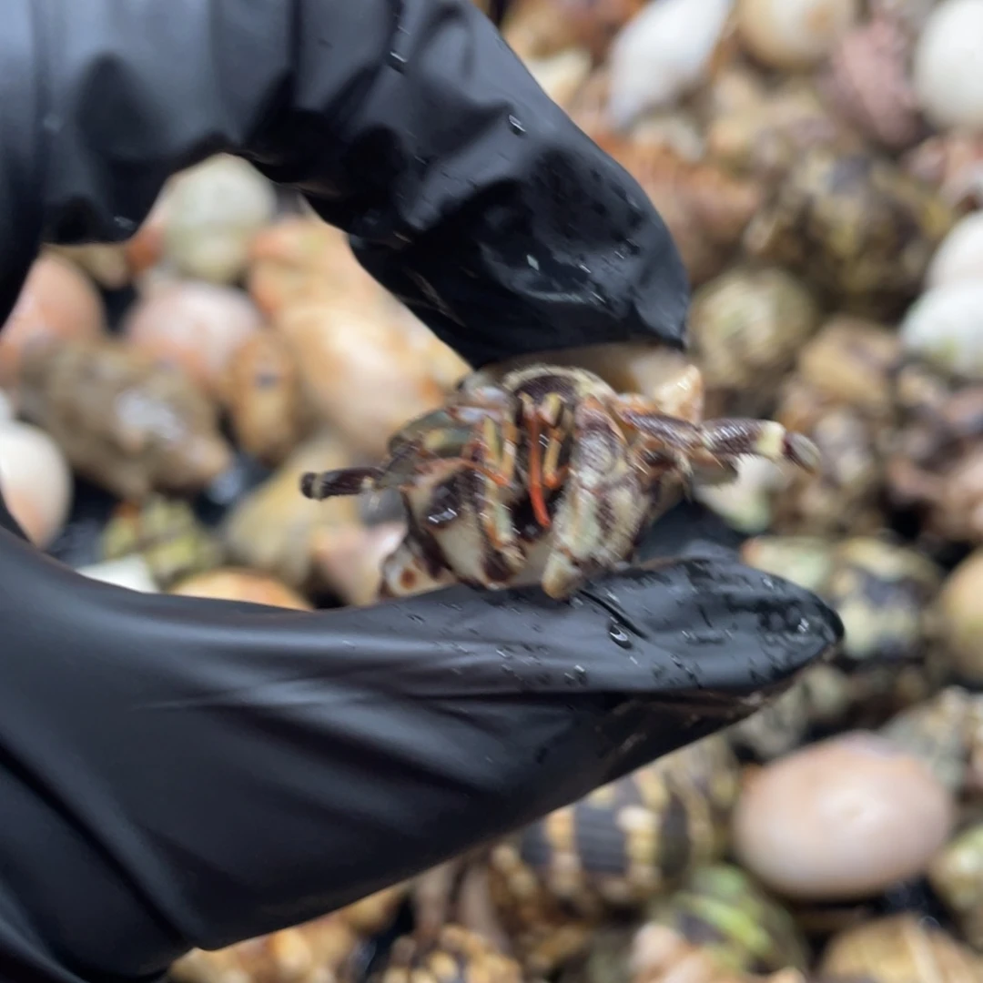 不退不换谢谢支持21