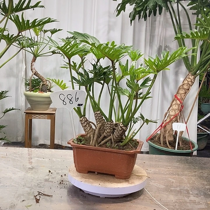 不开花植物希望天使886
