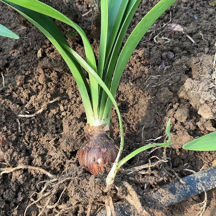 无花朵用****8汤姆五左右包对版