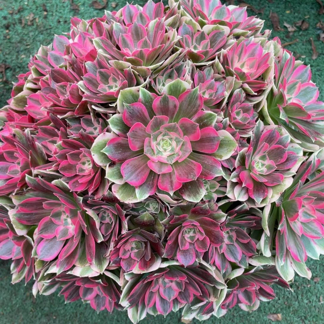 976男神精品法师老桩