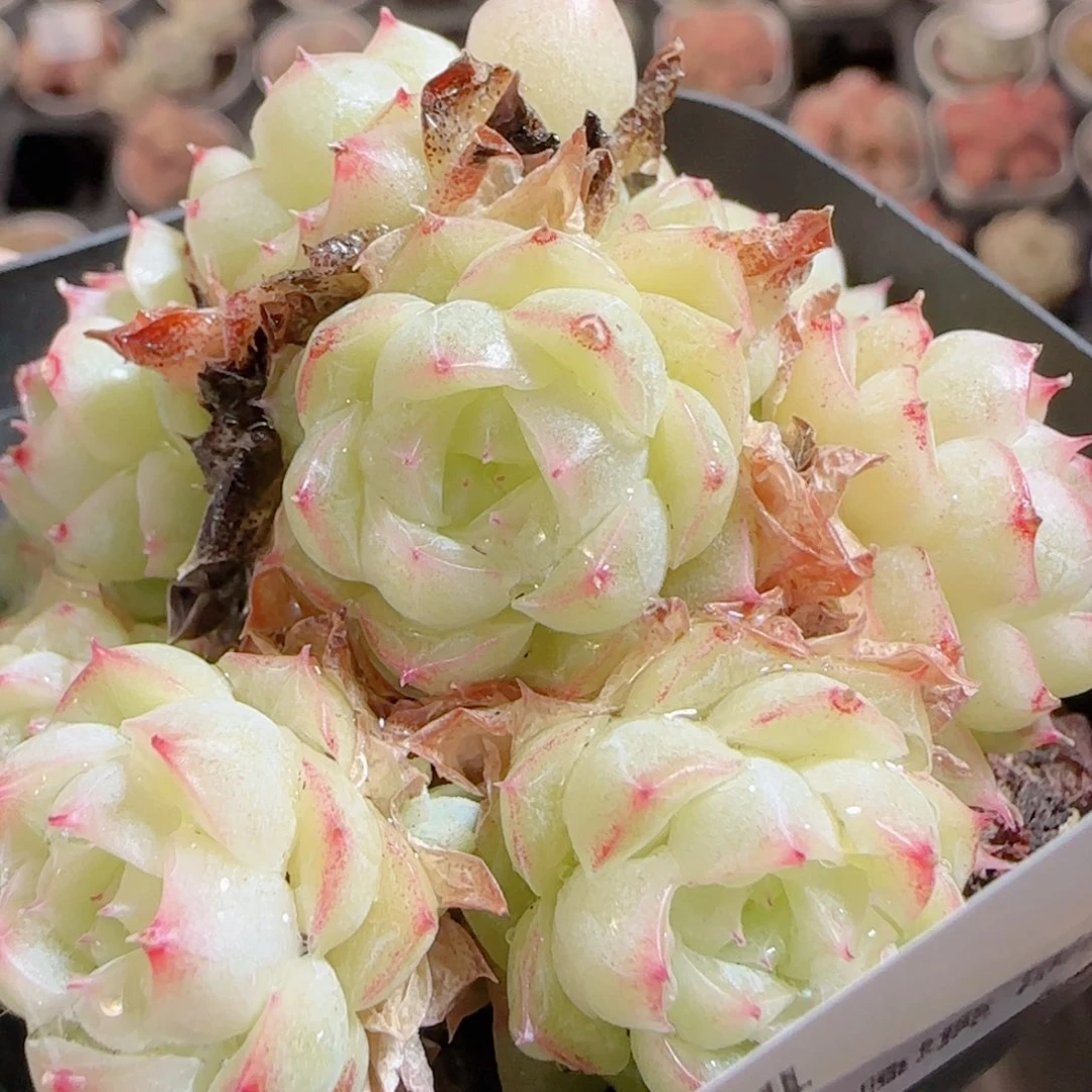 花语多肉0102-94散