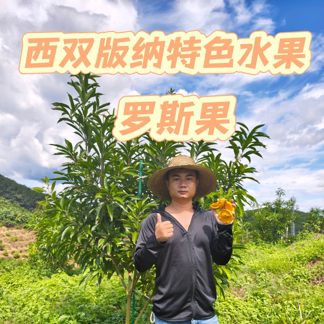 头茬上市正宗云南版纳当季新鲜特大网红AL罗斯果孕妇热带水果